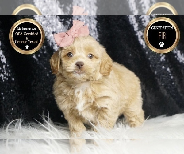 Medium Photo #47 Goldendoodle (Miniature) Puppy For Sale in WARSAW, IN, USA