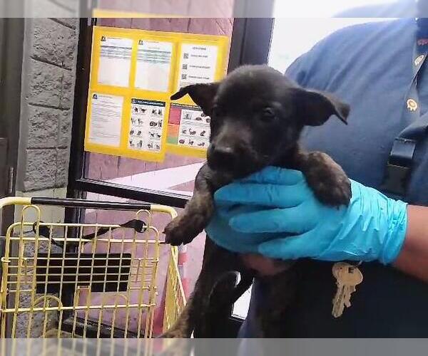 Medium Photo #1 German Shepherd Dog-Unknown Mix Puppy For Sale in Tulsa, OK, USA