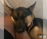 Small Photo #14 German Shepherd Dog-Unknown Mix Puppy For Sale in Washington, DC, USA