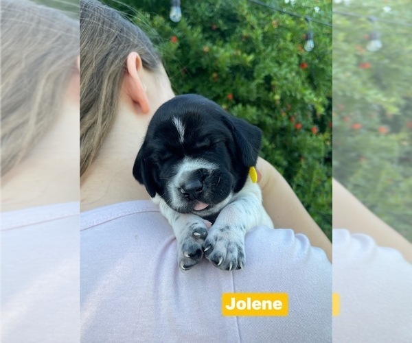 Medium Photo #37 Pointer Puppy For Sale in SACRAMENTO, CA, USA