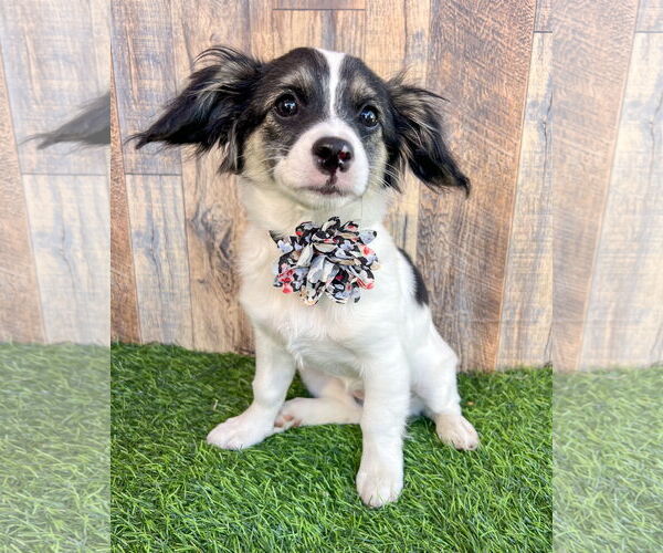 Medium Photo #1 Chihuahua-Unknown Mix Puppy For Sale in Corona, CA, USA