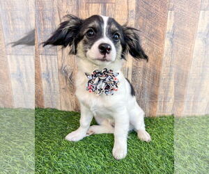 Chihuahua-Unknown Mix Dogs for adoption in Corona, CA, USA
