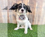 Small Chihuahua Mix