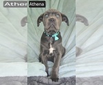 Small #11 Cane Corso