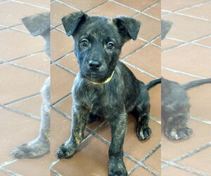 Mutt Dogs for adoption in Jefferson, NJ, USA