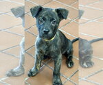 Small Mutt