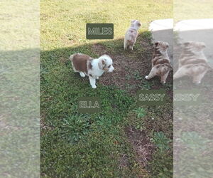 Miniature Australian Shepherd Puppy for sale in YORK, SC, USA