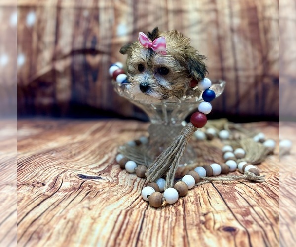 Medium Photo #9 Yo-Chon Puppy For Sale in RIPLEY, MS, USA