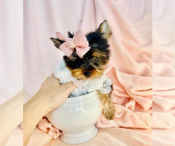 Medium Photo #3 Yorkshire Terrier Puppy For Sale in WEST PALM BEACH, FL, USA