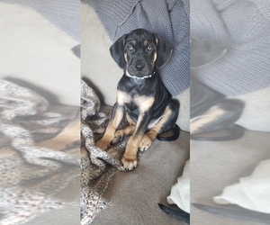 Catahoula Leopard Dog Puppy for sale in HARTFORD, WI, USA