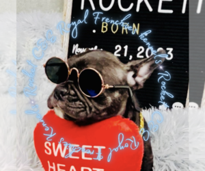 French Bulldog Puppy for sale in ATHENS, GA, USA