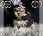 Puppy Blair F1 Morkie