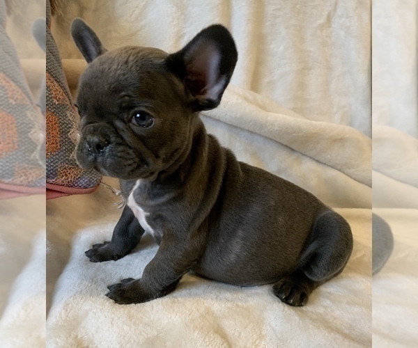 Medium Photo #12 French Bulldog Puppy For Sale in JOHNS ISLAND, SC, USA