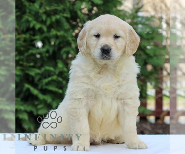 Medium Photo #2 Golden Retriever Puppy For Sale in MANHEIM, PA, USA