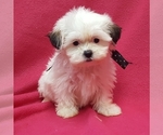 Small Photo #11 ShihPoo Puppy For Sale in BUFFALO, MO, USA