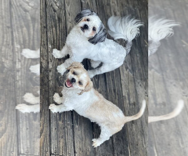 Medium Photo #3 Shih Tzu Puppy For Sale in Dana Point, CA, USA