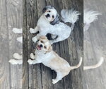 Small #2 Shih Tzu