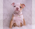 Small #1 Bulldog