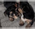 Small #5 Yorkshire Terrier