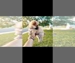 Small Photo #6 Pomeranian Puppy For Sale in STKN, CA, USA