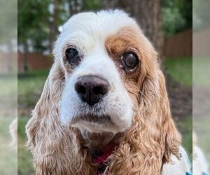Cocker Spaniel Dogs for adoption in Arlington, VA, USA