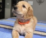 Small #1 Golden Retriever