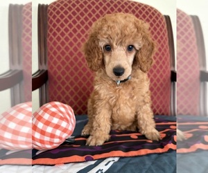 Poodle (Miniature) Puppy for sale in SAN MARCOS, CA, USA