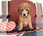 Ralphie - Male Poodle (Miniature) Puppy for Sale - Small photo