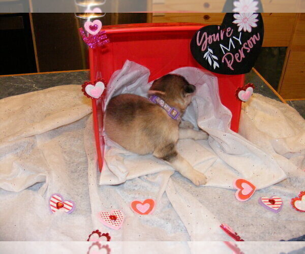 Medium Photo #1 Siberian Husky Puppy For Sale in TERRE HAUTE, IN, USA