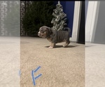 Small Photo #3 American Bully Puppy For Sale in WINDSOR, PA, USA