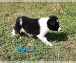 Small #1 Border Collie