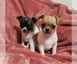 Small Photo #23 Chihuahua Puppy For Sale in MOUNT AIRY, NC, USA
