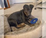 Small Photo #2 Boxer-Doberman Pinscher Mix Puppy For Sale in Clarkston, MI, USA
