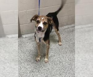 American Foxhound-Beagle Mix Dogs for adoption in Conroe, TX, USA