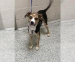 Small American Foxhound-Beagle Mix