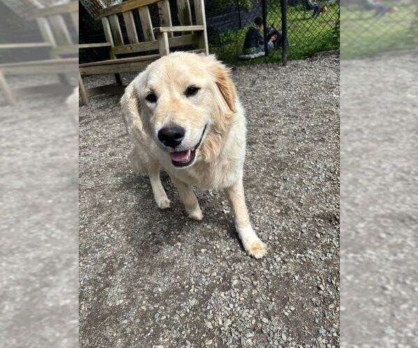 Medium Photo #1 Golden Retriever Puppy For Sale in Elmsford, NY, USA