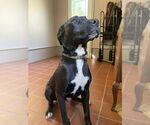 Small #1 Great Dane Mix