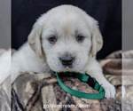 Puppy Forest English Cream Golden Retriever