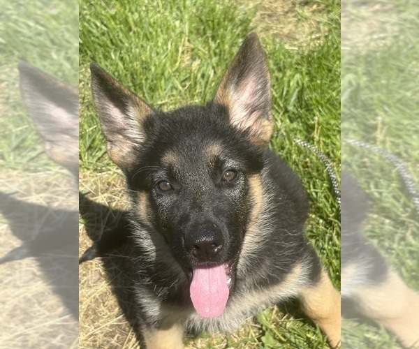 Medium Photo #7 German Shepherd Dog Puppy For Sale in SUMPTER TWP, MI, USA