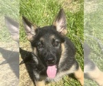 Small #6 German Shepherd Dog