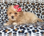 Small Photo #14 Poovanese Puppy For Sale in LAKELAND, FL, USA