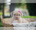 Small Mutt