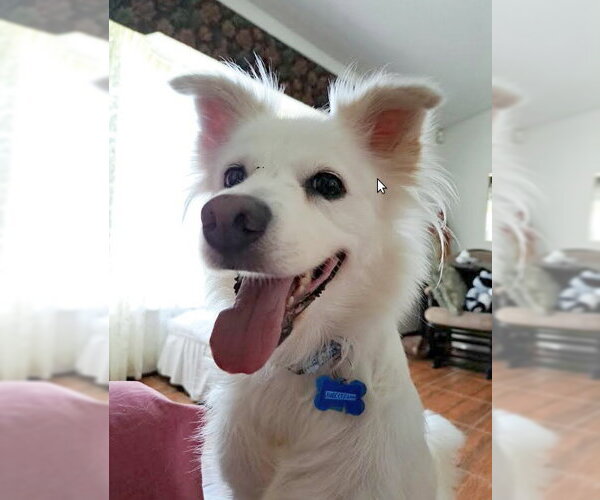Medium Photo #15 American Eskimo Dog-Unknown Mix Puppy For Sale in Pikesville, MD, USA