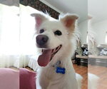 Small #14 American Eskimo Dog Mix