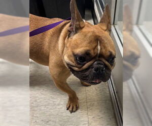 French Bulldog-Unknown Mix Dogs for adoption in Plano, TX, USA
