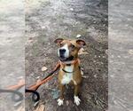 Small #1 American Pit Bull Terrier Mix
