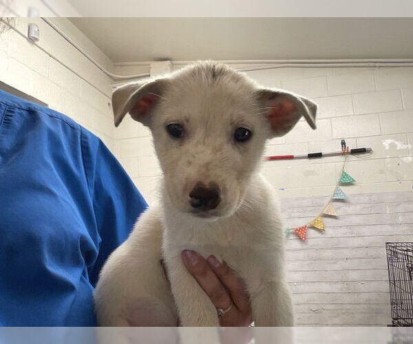 Medium Photo #1 Labrador Retriever-Unknown Mix Puppy For Sale in San Bernardino, CA, USA