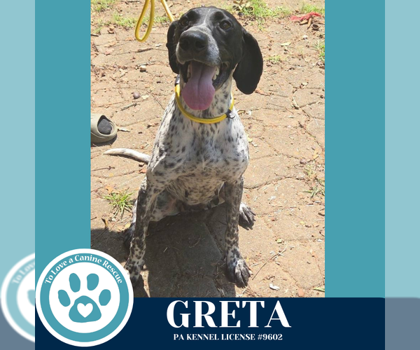 Medium Photo #2 German Shorthaired Pointer Puppy For Sale in Kimberton, PA, USA