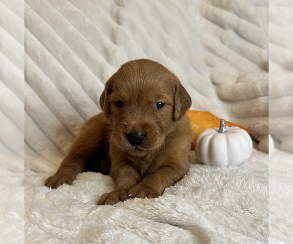 Medium Photo #4 Golden Retriever Puppy For Sale in SHINGLE SPRINGS, CA, USA