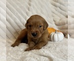 Small #3 Golden Retriever